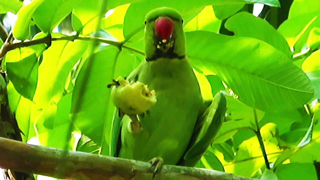 Parrot eating fruit holding in its leg YouTube