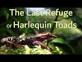 The last refuge of harlequin toads  the atelopus survival initiative asi