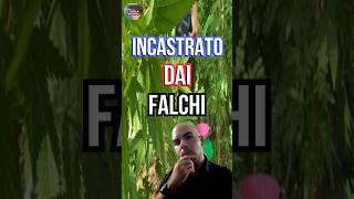 Sardegna Piante Di Cannabis Di 3,5M Scoperte In Villa