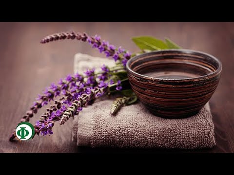 90 Шалфей – трава-бессмертия