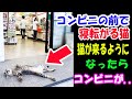 コンビニの前で寝っ転がっている猫。猫が来るようになったらコンビニが大変な事に!?【猫の不思議な話】【朗読】