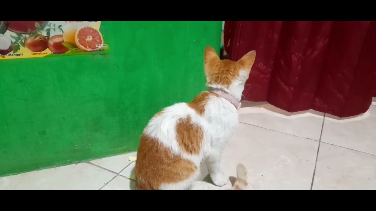 KUCING JAWA HITAM DAN OYEN #cat #kucing #masukberanda 