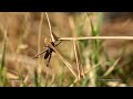 Stick insect eating a grass hopper amazing killing skill