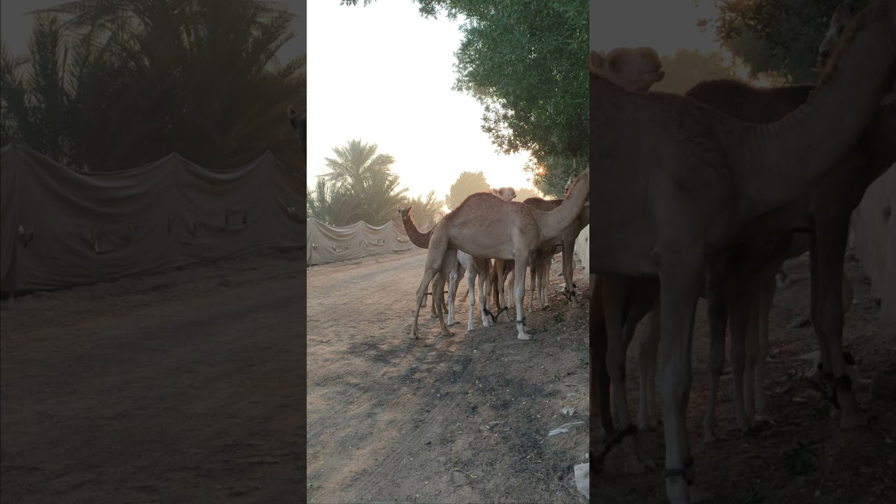 camels 