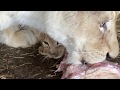 Мама львица приучает львят к мясу !