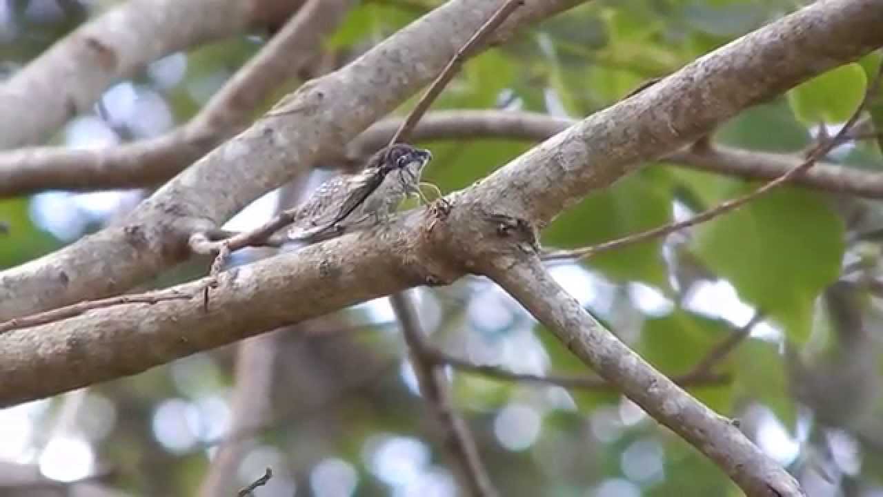 Neotibicen tibicen australis "singing"