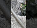 引っ込み思案のミズオオトカゲの子供。　今日も頭だけ。　#ミズオオトカゲ