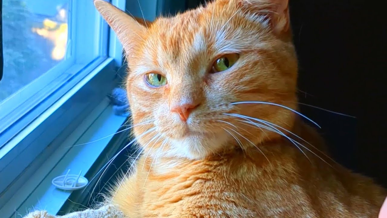 Su papá le dijo algo, y ella dio la respuesta más adorable que pudo