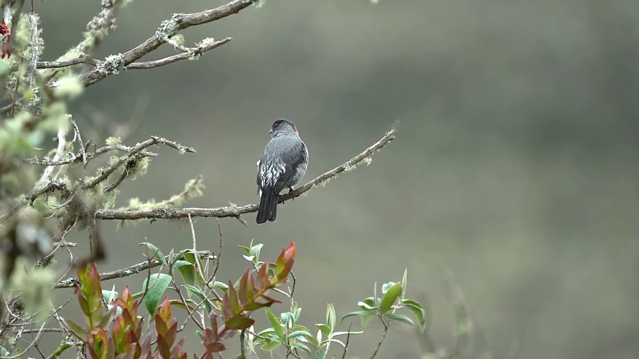 A Feathered Show: Red-Crested Cotinga at Sumapaz Páramo