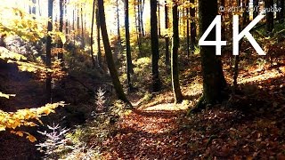4k  Uhd October Forest Walk