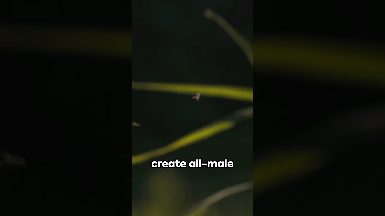 Gene Editing Mosquitos to Combat Disease: A New Frontier in Public Health