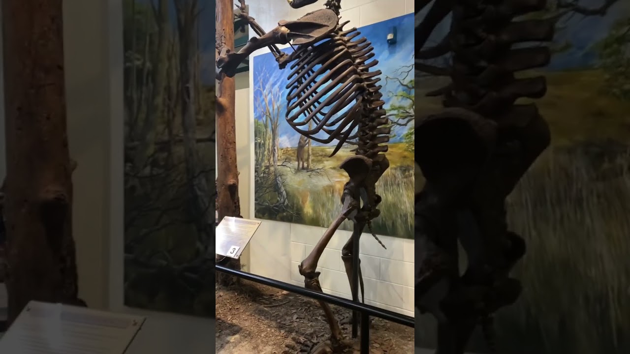 Giant short-faced bear. Skeleton. About 44000 years ago. Museum.