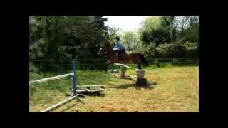 Flatwork & Jump Training - Minnie