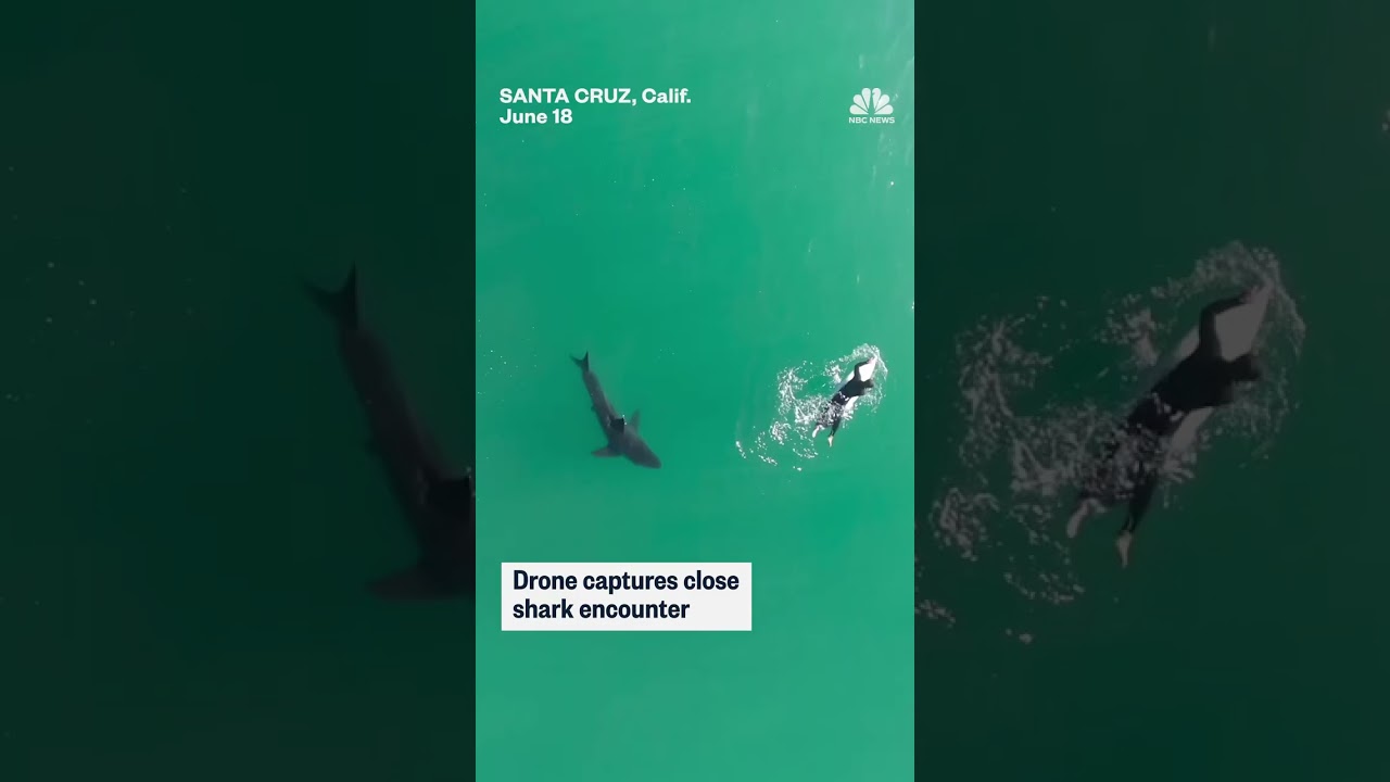 Large shark spotted circling surfer off California coast Large shark spotted circling surfer off California coast