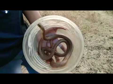 rat snake images हुबहू कॉब्रा साप जेसा दिखने वाला साप | releasing video | Banded racer snake | Prathamesh Sirsat