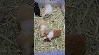 Trại bọ ú Bông #guineapig #bọú #chuộtlang #thỏ #thỏhàlanlun #ND #hamster #chuộthamster #hamsertangto