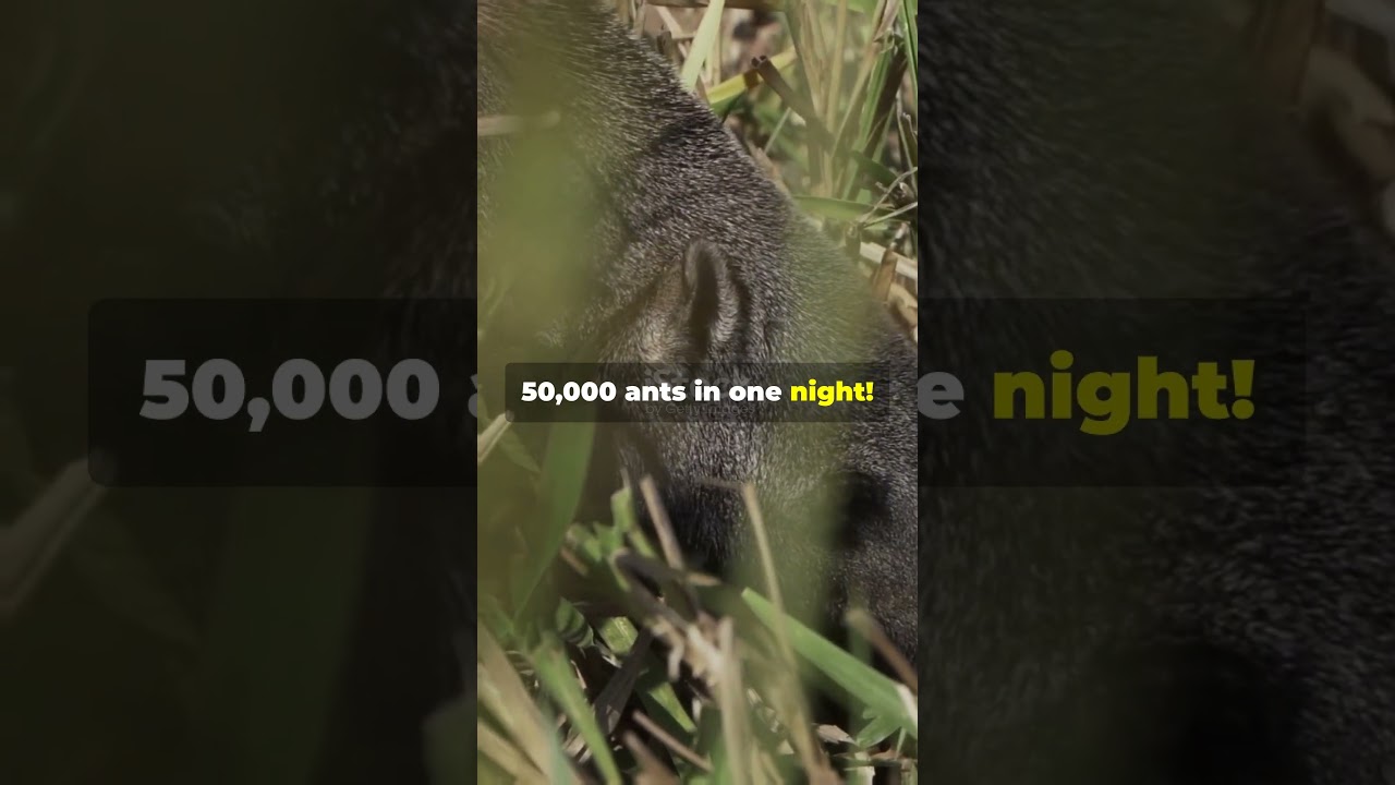 Aardvark Facts You Didn't Know! 