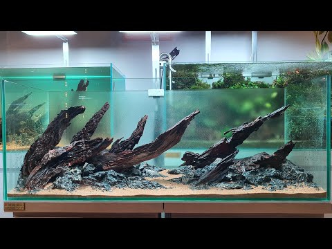 Video Hướng dẫn ghép layout bằng lũa và đá cực đẹp cho hồ... - youtube