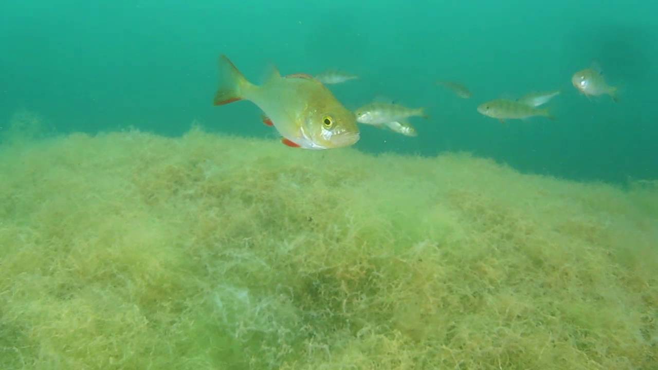 Scuba diving Ellerton Park Lake July 2016 YouTube