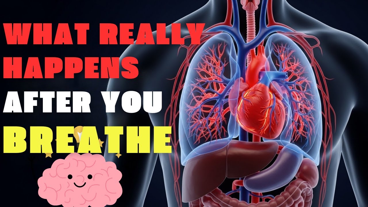 Respiratory System And Circulatory System: The Vital Flow Of Life