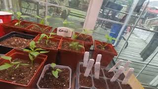 #181 Where it started #tomato #canadiangardener  screenshot 2