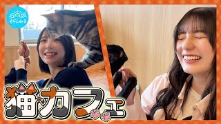 【小坂菜緒×渡辺莉奈】猫カフェでただただ猫を愛でる回