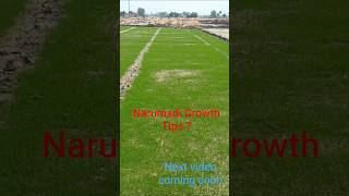 Narumadi Growth Water Management Is Must Important #telanagana #farmers