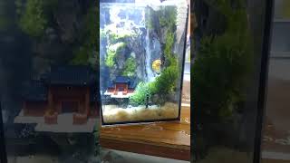 Sandfall In The Fish Tank Mesmerizing Underwater Magic