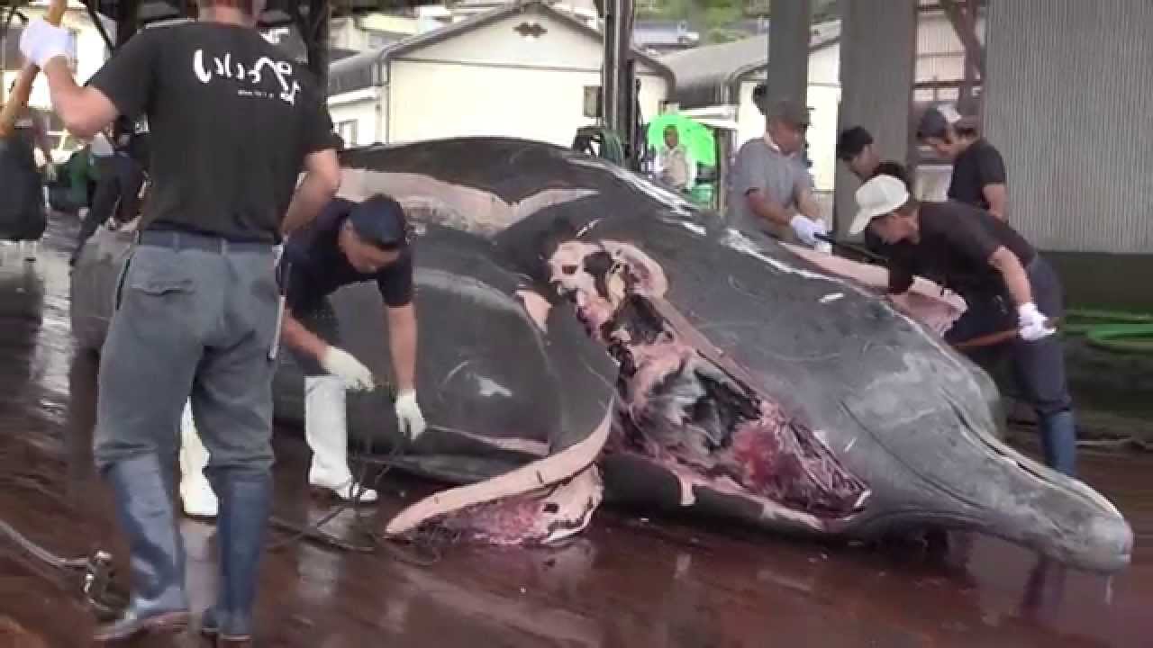 Filleting a whale at Wada fishing port in Japan クジラの解体 和田浦 - YouTube