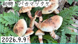 きのこ狩り】…AGAIN バカ松茸37本 川田奥藤第二分店に寄ってみた - YouTube