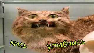 14 МИНУТ СМЕХА И НЕУДАЧ / BEST COUB /#Приколы#приколытикток