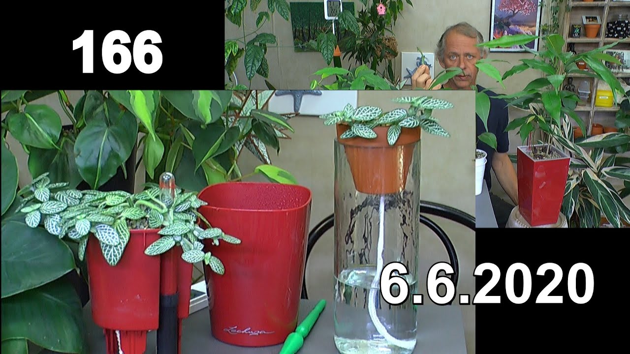 Litschi Pflanzen in der Pflege und Mosaikpflanze in der Selbstbewässerung pflegen