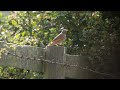 Redstart  at Jennings Farm, Wooburn Common