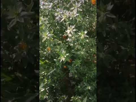 زراعة العصفر القرطم