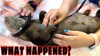 My Otters Need Surgery…..