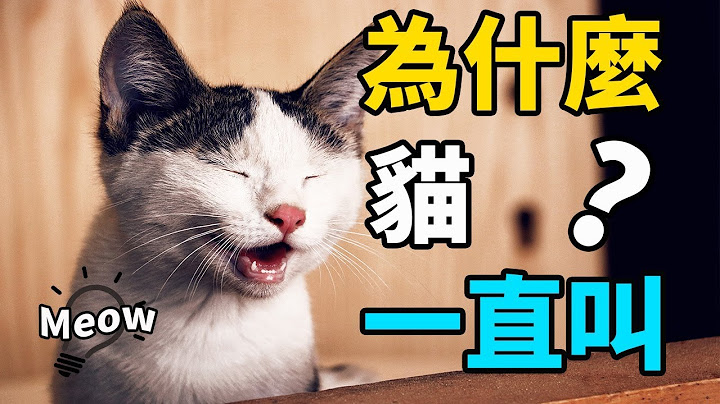 猫咪为什么一直叫？学会这1招猫不再闹还更爱你！ - 天天要闻