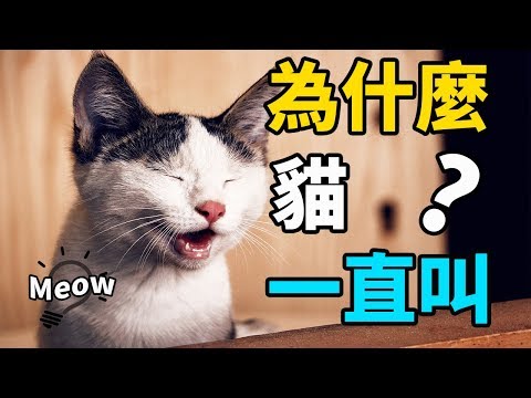 貓咪為什麼一直叫？學會這1招貓不再鬧還更愛你！