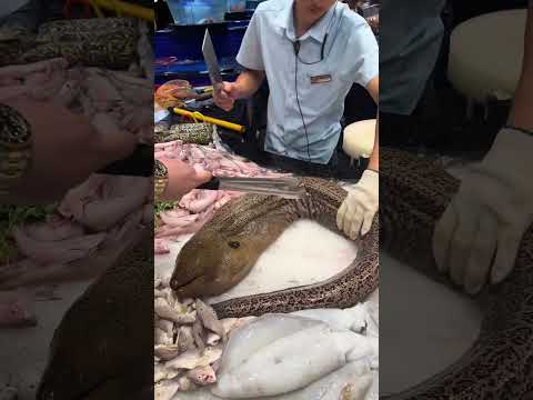 Deadly Stone Fish: The Most Venomous Fish in the World | Amazing Facts &amp; Survival Tips"