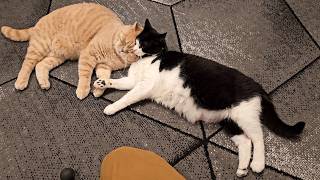 Cute Snuggly Cats screenshot 4