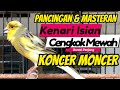 PANCINGAN KENARI GACOR PANJANG Ini Cocok Untuk Masteran Kenari PAUD & PANCINGAN Kenari MACET BUNYI