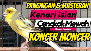 PANCINGAN KENARI GACOR PANJANG Ini Cocok Untuk Masteran Kenari PAUD & PANCINGAN Kenari MACET BUNYI