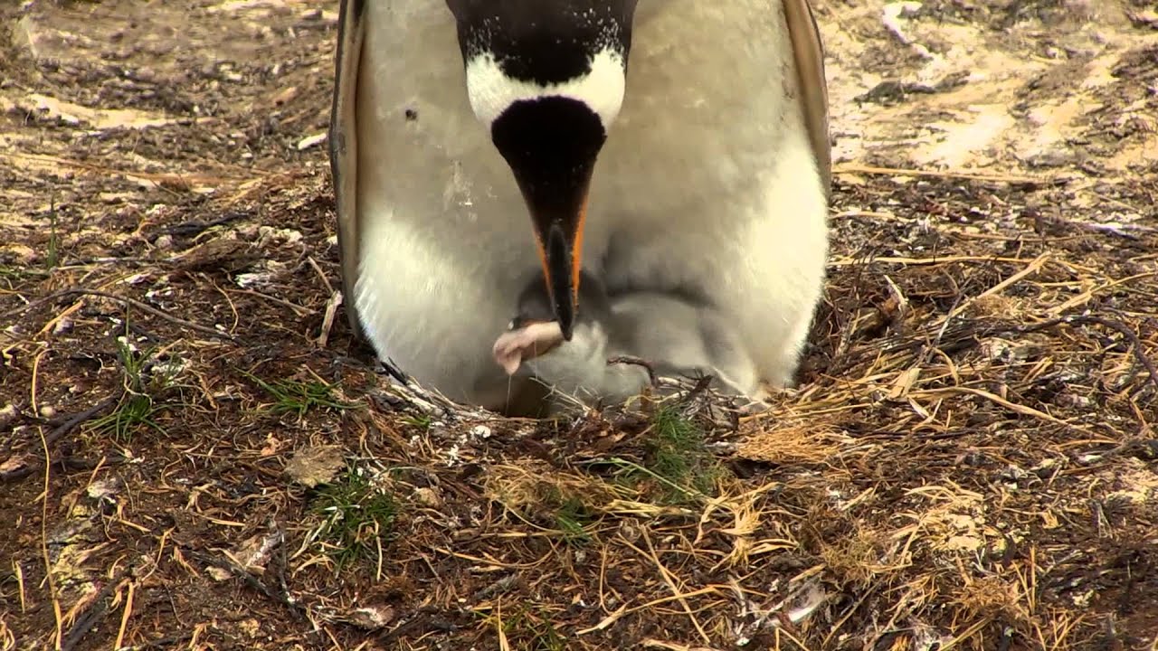 How Do Penguins Feed Their Chicks? | Penguins International