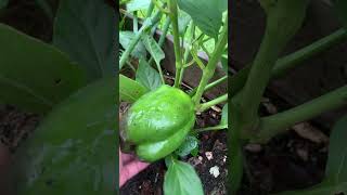 Harvesting Organic Green Bell peppers | Summer 2026