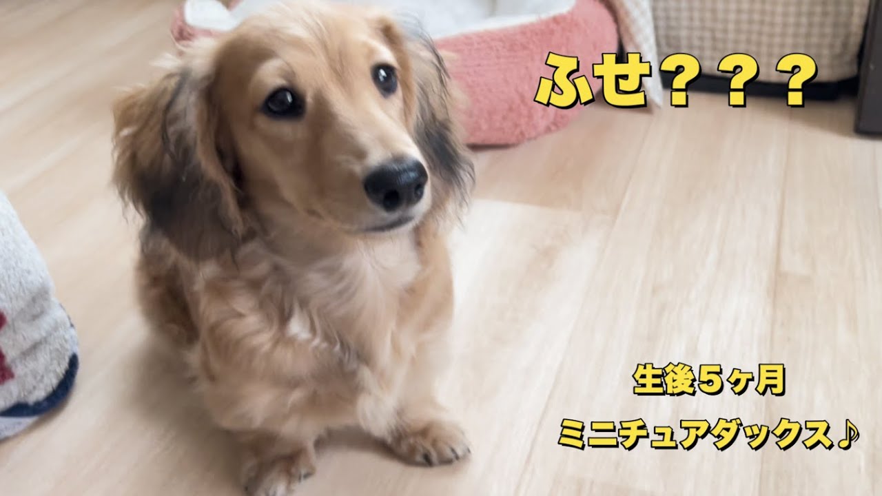 芸を覚えるのが苦手な愛犬が「伏せ」を覚える過程が可愛い(ミニチュア