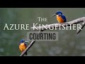 See Azure Kingfisher&#39;s courting before mating