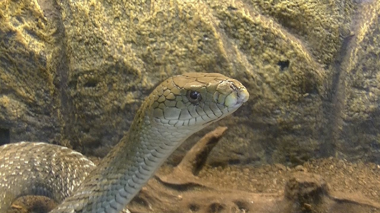 ハブ博物公園の こたつへび 行ってきました ヒコーキ アイランド