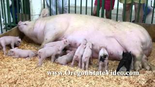 Royalty Free Video, High Def 720p MPEG-4 Animals, Wildlife, Pond5, Shutterstock