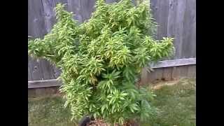 outdoor grow 2012