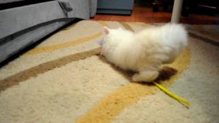 Персидский котенок Персидский котенок