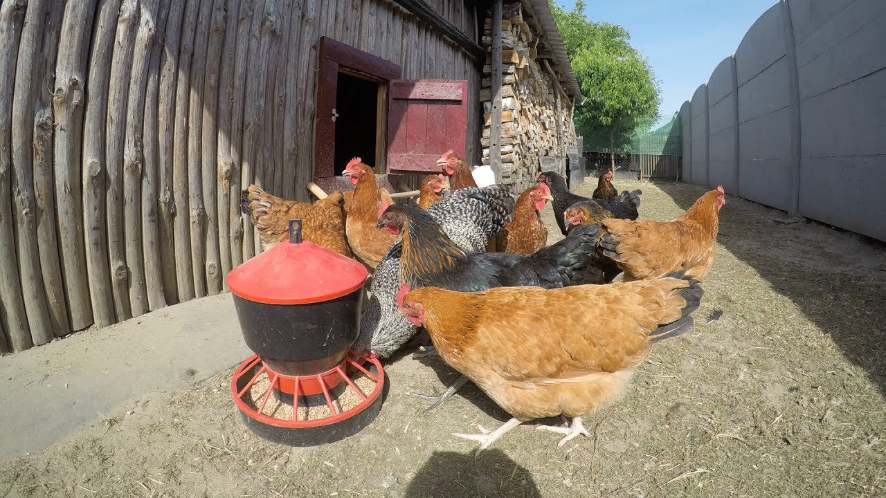 Codzienne obowiązki w Hodowli Kur